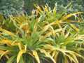 mini_239_guadeloupe-2014-05.jpg